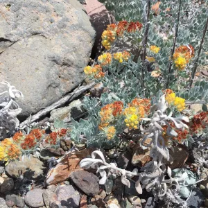 Santa Cruz Island Trip, Silver-leaved lotus (Acmispon argophyllus var niveus)