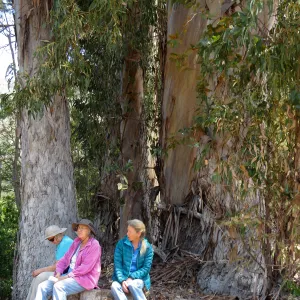 Santa Cruz Island Trip, Diane Galvan, Diane Fox, and Diana Blanchard sitting under eucalyptus tree