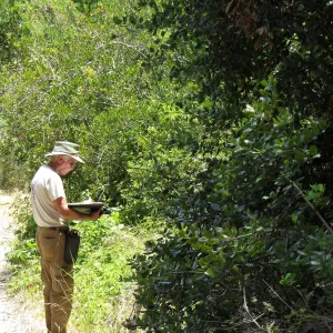 Santa Cruz Island Trip, Steve Junak documenting plant species