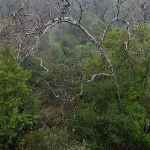Canyon Sycamore in rain
