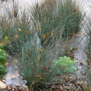 Water Wise Home Garden, California Grey Rush in vegetative swale during rainstorm