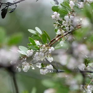 Raiche's Manzanita in rain