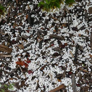 Refugio Manzanita blossom â€˜snow'