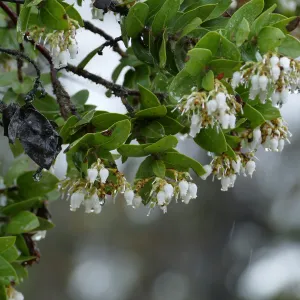 Refugio Manzanita in the rain