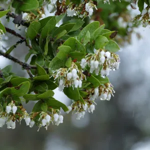 Refugio Manzanita in the rain