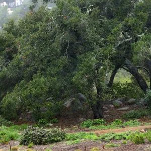 Meadow Oaks in rain (Coastal Live Oak)