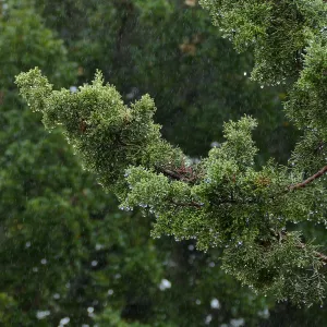 California Juniper in rain