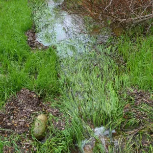 Woolly Sedge in Groundcover Section near entry kiosk