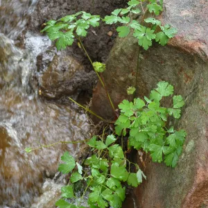 Western Columbine in Arroyo Section after rain