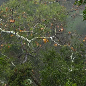 Sycamore branch in Canyon