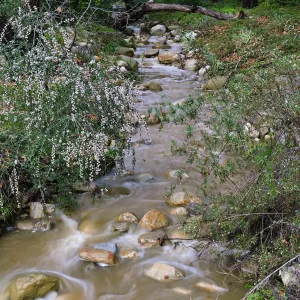 Bigpod Ceanothus above Mission Dam
