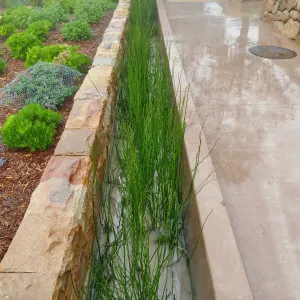 Bioswale at the Pritzlaff Conservation Center filtering runoff during a rainstorm