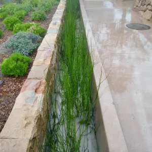 Bioswale at the Pritzlaff Conservation Center filtering runoff during a rainstorm