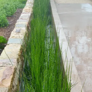 Bioswale at the Pritzlaff Conservation Center filtering runoff during a rainstorm