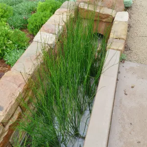 Bioswale at the Pritzlaff Conservation Center filtering runoff during a rainstorm