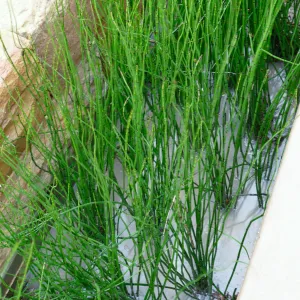Bioswale at the Pritzlaff Conservation Center filtering runoff during a rainstorm