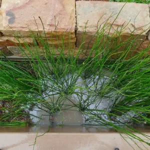 Bioswale at the Pritzlaff Conservation Center filtering runoff during a rainstorm