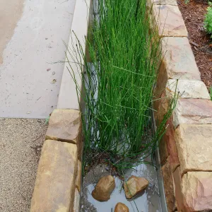 Bioswale at the Pritzlaff Conservation Center filtering runoff during a rainstorm