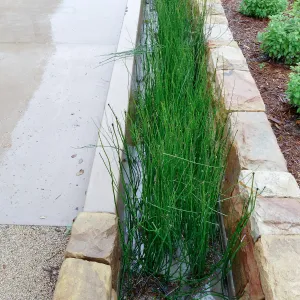 Bioswale at the Pritzlaff Conservation Center filtering runoff during a rainstorm