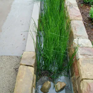 Bioswale at the Pritzlaff Conservation Center filtering runoff during a rainstorm