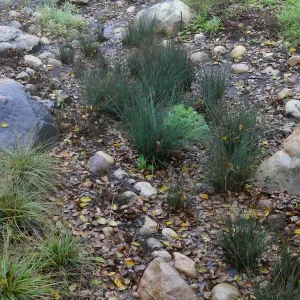 Water Wise Home Garden Vegetative Swale