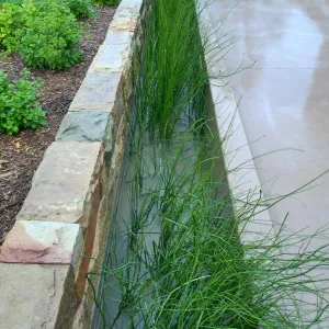 Bioswale at the Pritzlaff Conservation Center filtering runoff during a rainstorm