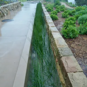 Bioswale at the Pritzlaff Conservation Center filtering runoff during a rainstorm