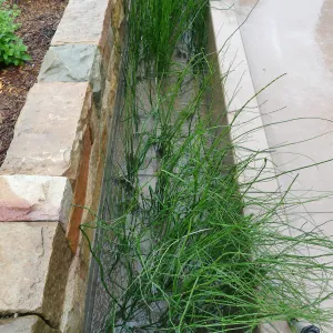 Bioswale at the Pritzlaff Conservation Center filtering runoff during a rainstorm