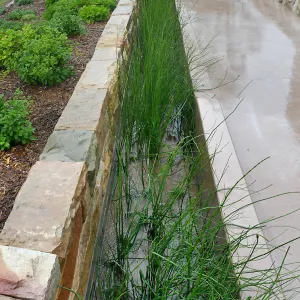 Bioswale at the Pritzlaff Conservation Center filtering runoff during a rainstorm