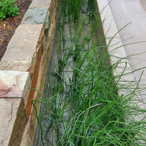 Bioswale at the Pritzlaff Conservation Center filtering runoff during a rainstorm