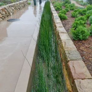 Bioswale at the Pritzlaff Conservation Center filtering runoff during a rainstorm