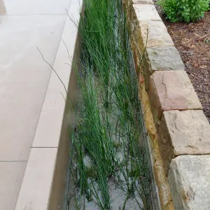 Bioswale at the Pritzlaff Conservation Center filtering runoff during a rainstorm