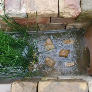 Bioswale at the Pritzlaff Conservation Center filtering runoff during a rainstorm