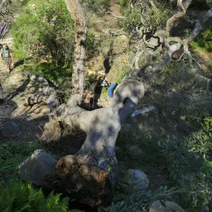 Horticulture staff clearing fallen oak (Coastal Live Oak) in Arroyo Section, just above the Tea House
