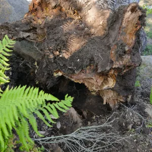 Broken trunk base of fallen oak (Coastal Live Oak) in Arroyo Section, just above the Tea House