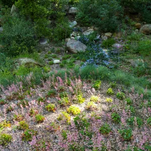 Ceanothus â€˜waterfall' in Wooded Dell