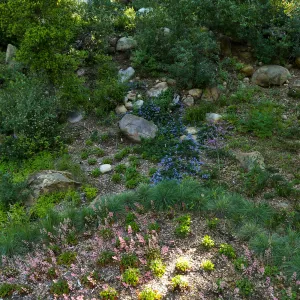 Ceanothus â€˜waterfall' in Wooded Dell