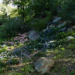 Ceanothus â€˜waterfall' in the Wooded Dell