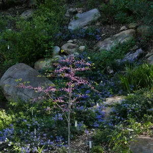 Ceanothus â€˜waterfall' in the Wooded Dell