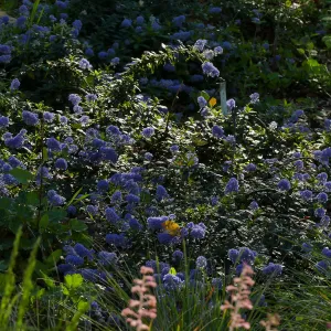 Ceanothus â€˜Joyce Coulter' in the Wooded Dell