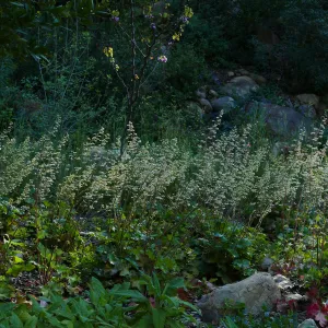 Heuchera in the Wooded Dell