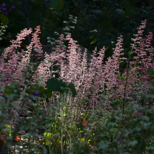 Heuchera in the Wooded Dell