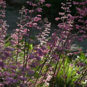 Heuchera in the Wooded Dell