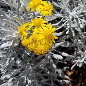 Silver and Gold - Guadeloupe Senecio