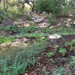 Installation of the Wooded Dell