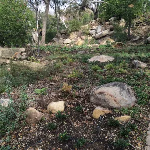 Wooded Dell