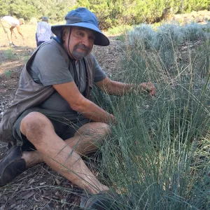 Geege Ostroff grooming Festuca californica