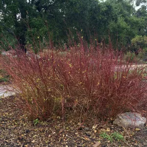 Cornus sericea in Meadow border
