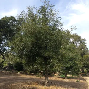 Transplanted Meadow Oaks (Coastal Live Oak)