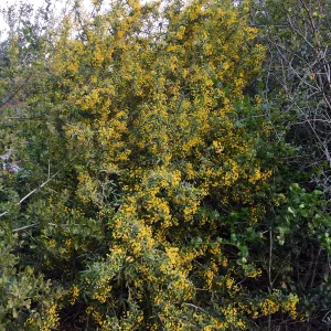 Berberis nevinii